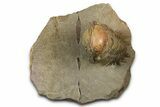Flying Crotalocephalina Trilobite - Exposed Hyposteme #339446-2